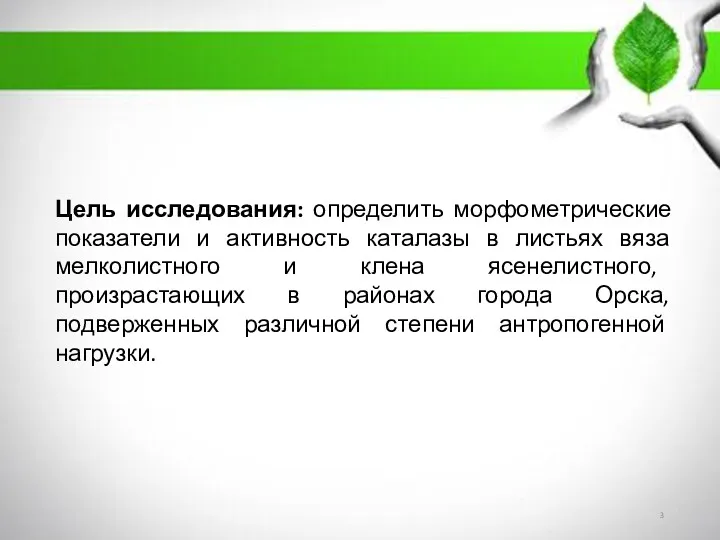 Цель исследования: определить морфометрические показатели и активность каталазы в листьях