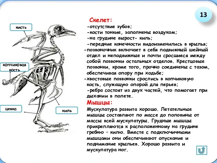 Скелет: -отсутствие зубов; -кости тонкие, заполнены воздухом; -на грудине вырост-