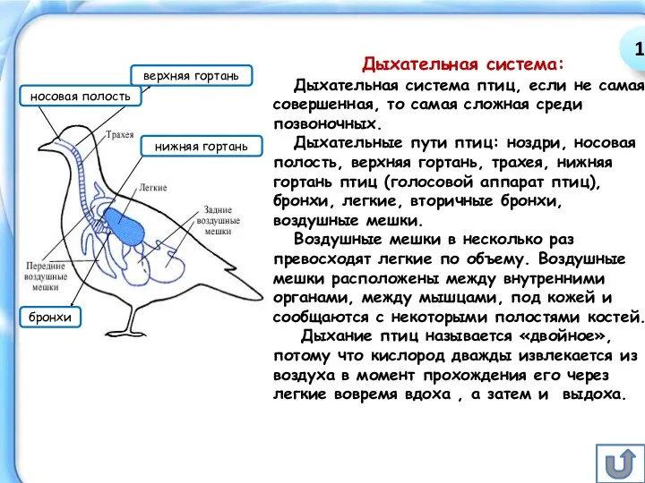 Дыхательная система: Дыхательная система птиц, если не самая совершенная, то