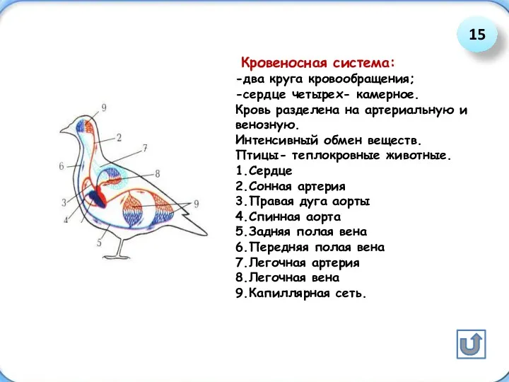 Кровеносная система: -два круга кровообращения; -сердце четырех- камерное. Кровь разделена