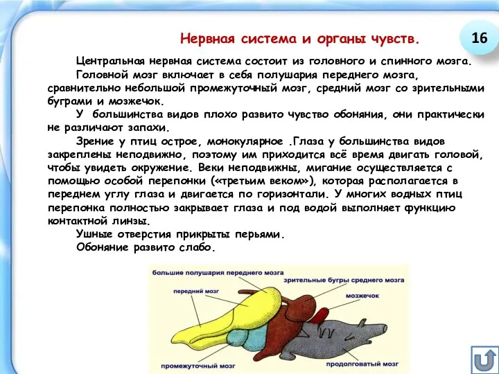 Нервная система и органы чувств. Центральная нервная система состоит из