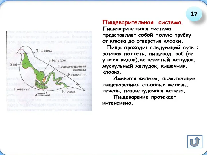 Пищеварительная система. Пищеварительная система представляет собой полую трубку от клюва