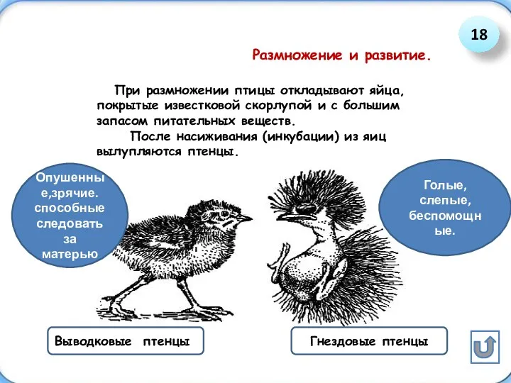 Размножение и развитие. При размножении птицы откладывают яйца, покрытые известковой