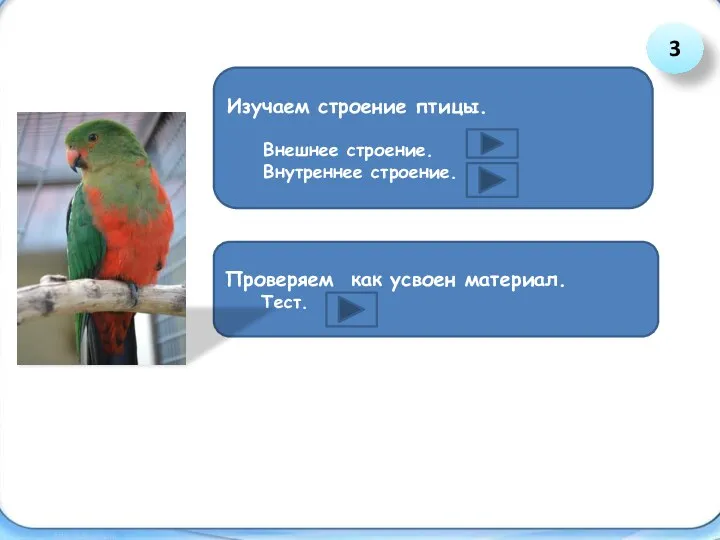 Изучаем строение птицы. Внешнее строение. Внутреннее строение. Проверяем как усвоен материал. Тест. 3
