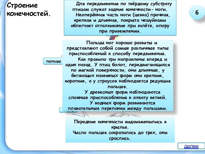 Строение конечностей. цевка пальцы с когтями Для передвижения по твёрдому