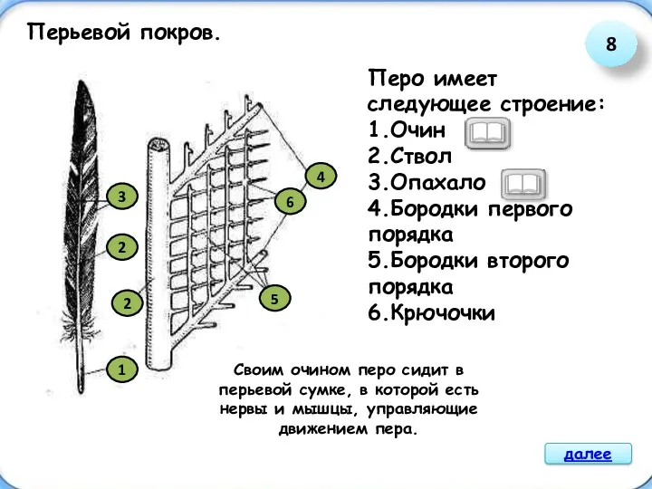 Перьевой покров. 2 2 3 1 6 4 5 Перо