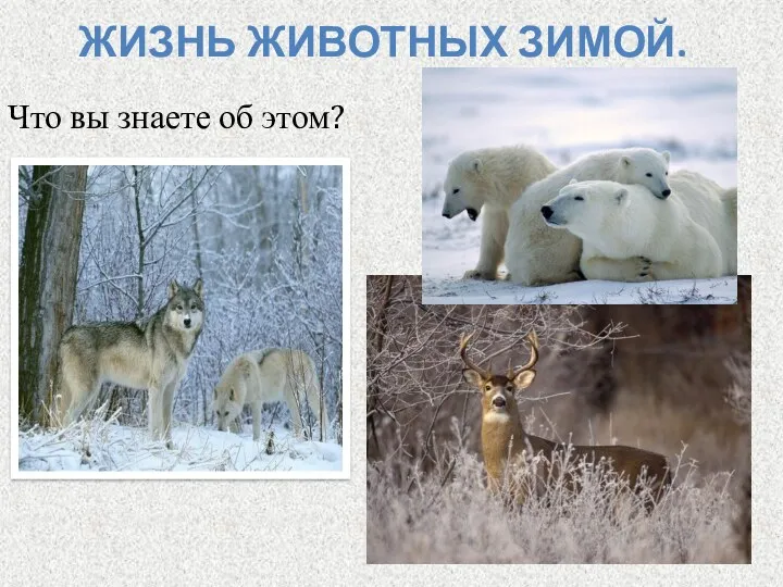 Жизнь животных зимой. Что вы знаете об этом?