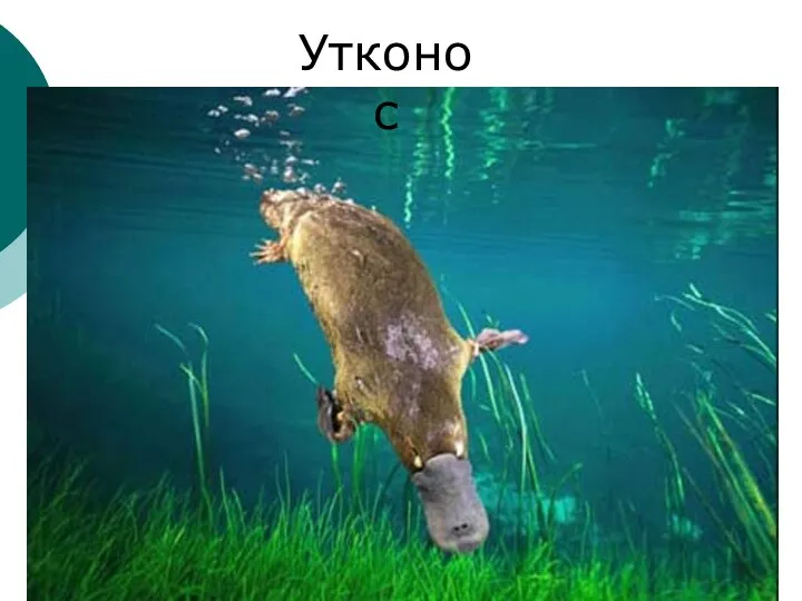 Утконос