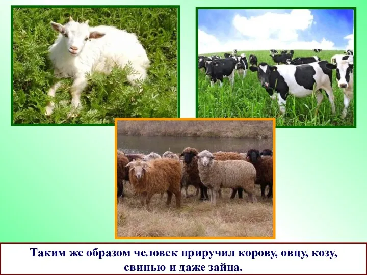 Таким же образом человек приручил корову, овцу, козу, свинью и даже зайца.
