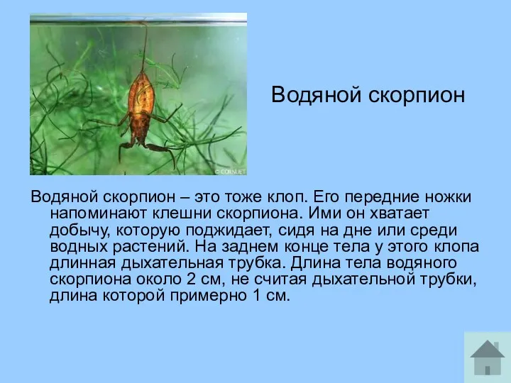Водяной скорпион Водяной скорпион – это тоже клоп. Его передние