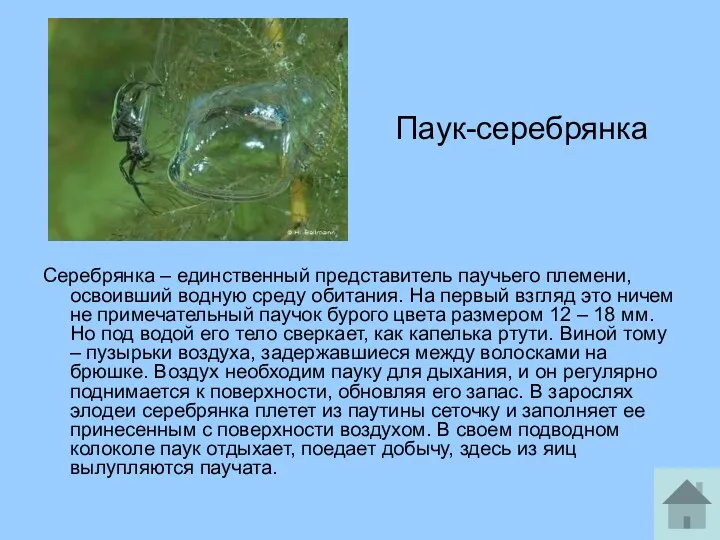 Паук-серебрянка Серебрянка – единственный представитель паучьего племени, освоивший водную среду