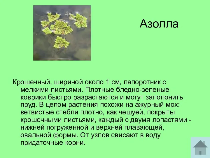 Азолла Крошечный, шириной около 1 см, папоротник с мелкими листьями.