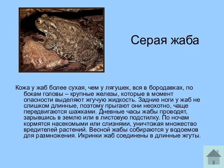 Серая жаба Кожа у жаб более сухая, чем у лягушек,