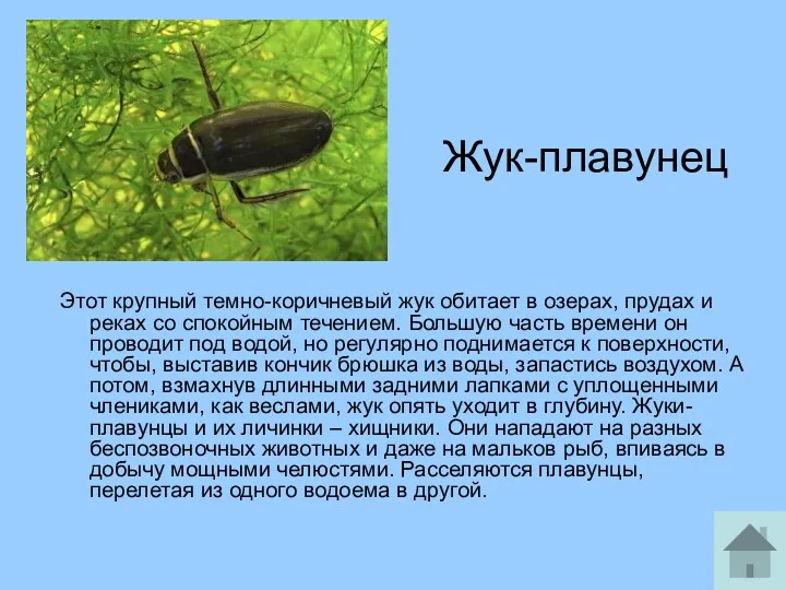 Жук-плавунец Этот крупный темно-коричневый жук обитает в озерах, прудах и
