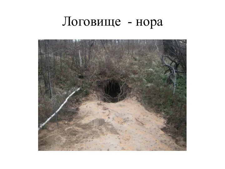 Логовище - нора