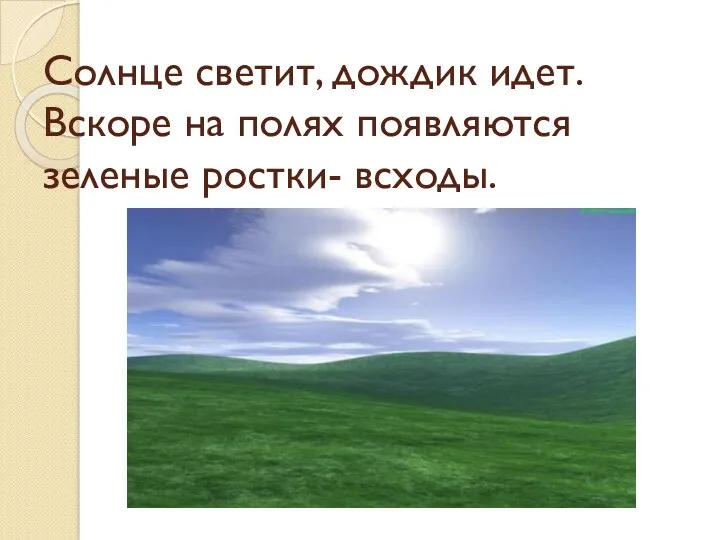 Солнце светит, дождик идет. Вскоре на полях появляются зеленые ростки- всходы.