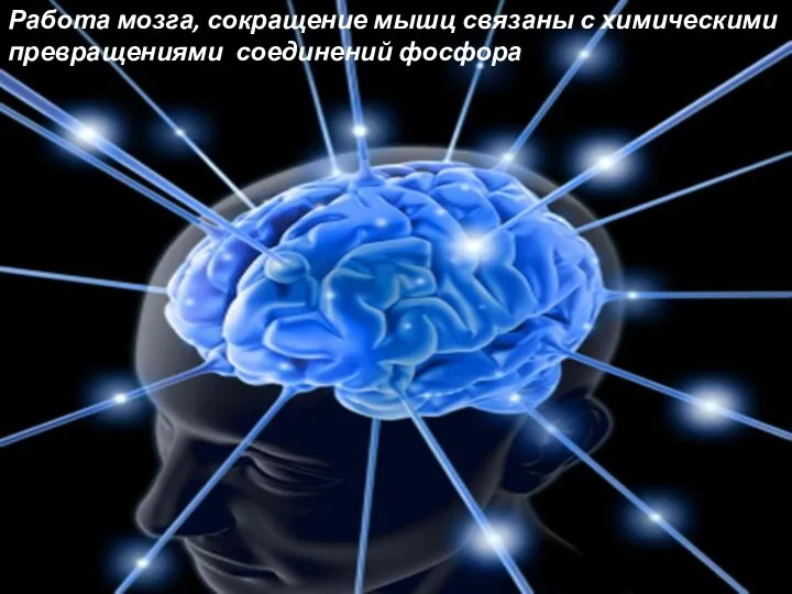 Работа мозга, сокращение мышц связаны с химическими превращениями соединений фосфора