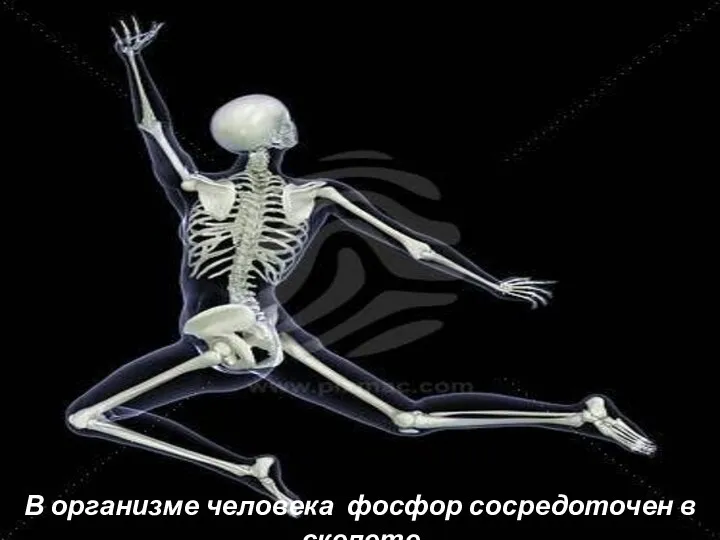 В организме человека фосфор сосредоточен в скелете