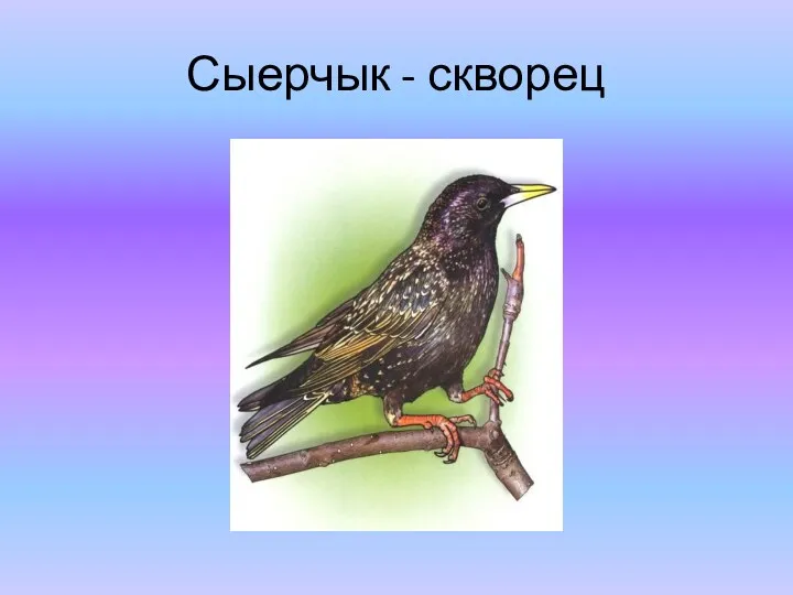 Сыерчык - скворец