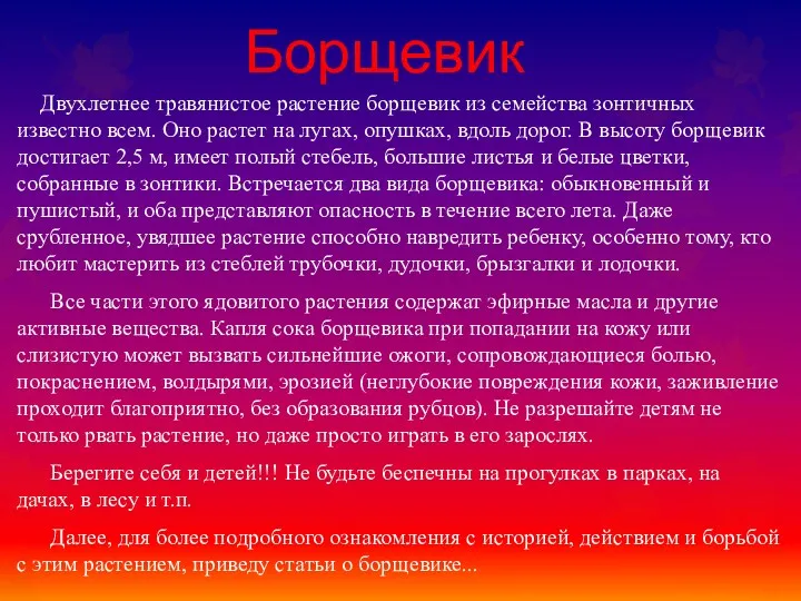 Борщевик Двухлетнее травянистое растение борщевик из семейства зонтичных известно всем. Оно растет на