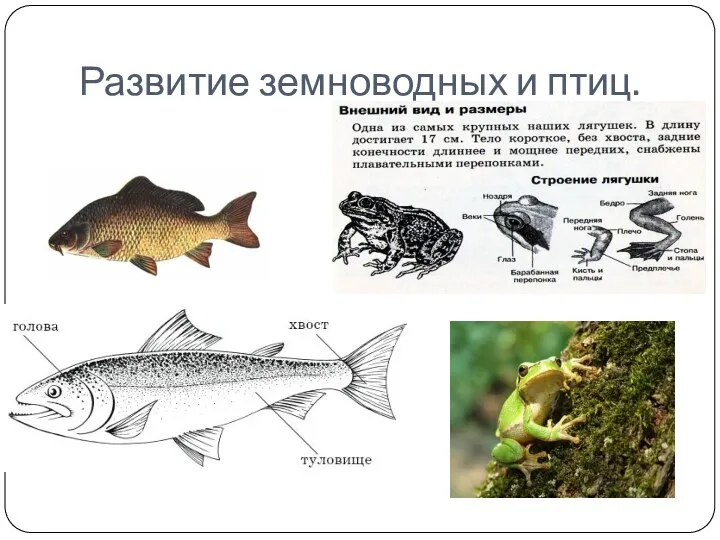 Развитие земноводных и птиц.