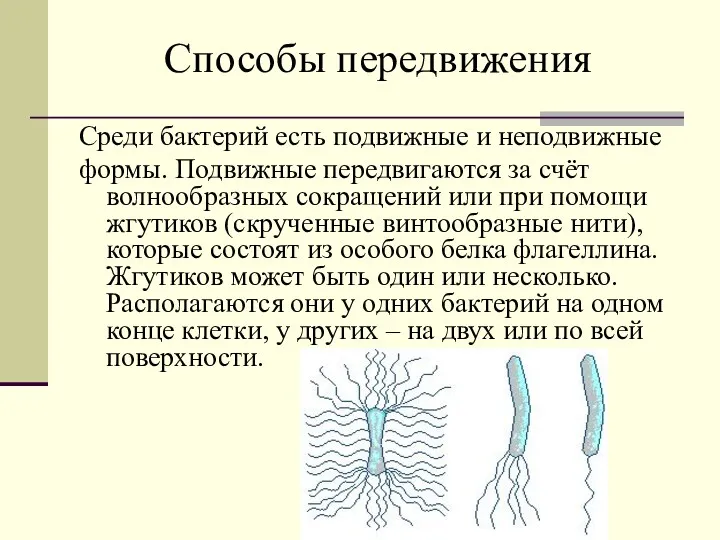 Способы передвижения Среди бактерий есть подвижные и неподвижные формы. Подвижные