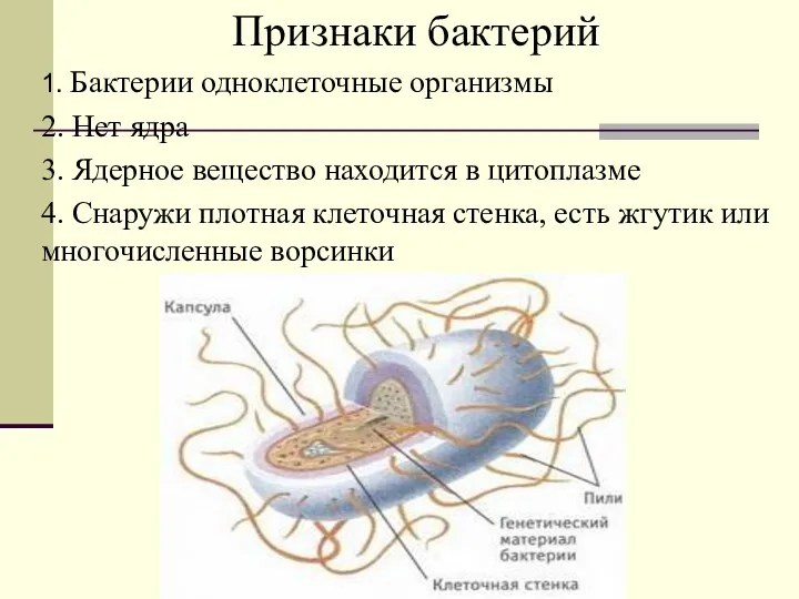 Признаки бактерий 1. Бактерии одноклеточные организмы 2. Нет ядра 3.