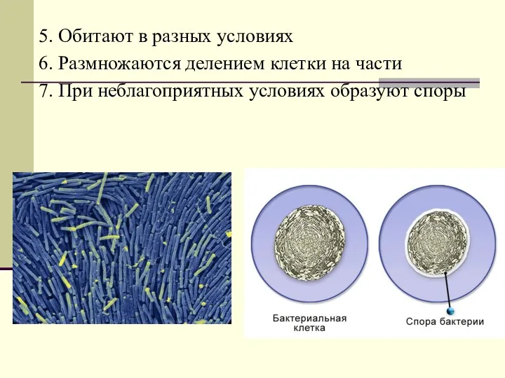 5. Обитают в разных условиях 6. Размножаются делением клетки на