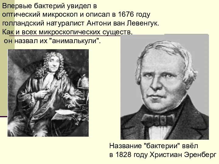 Впервые бактерий увидел в оптический микроскоп и описал в 1676