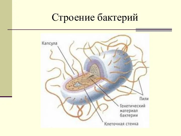 Строение бактерий