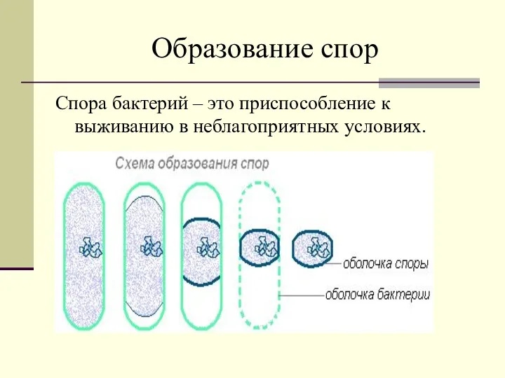 Образование спор Спора бактерий – это приспособление к выживанию в неблагоприятных условиях.