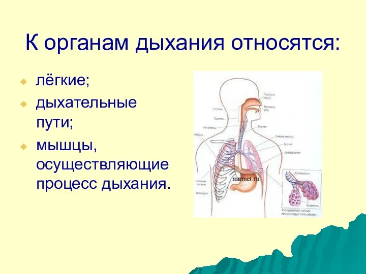 К органам дыхания относятся: лёгкие; дыхательные пути; мышцы, осуществляющие процесс дыхания.