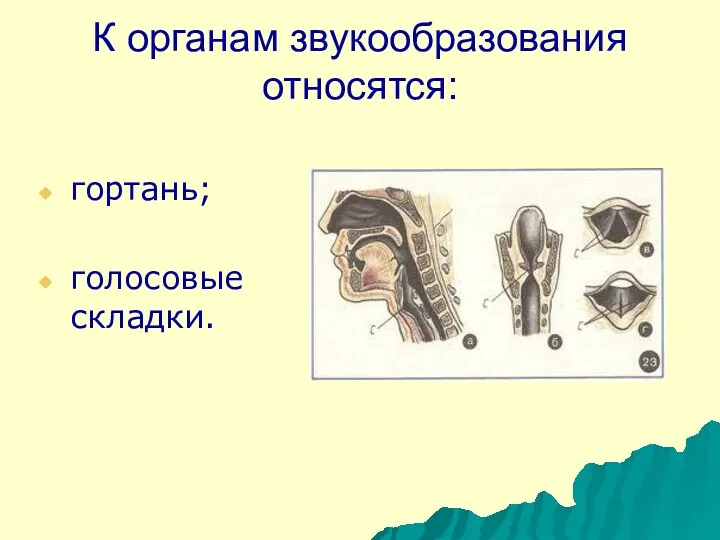 К органам звукообразования относятся: гортань; голосовые складки.