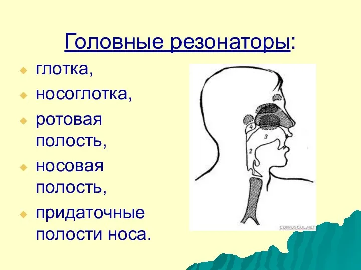 Головные резонаторы: глотка, носоглотка, ротовая полость, носовая полость, придаточные полости носа.