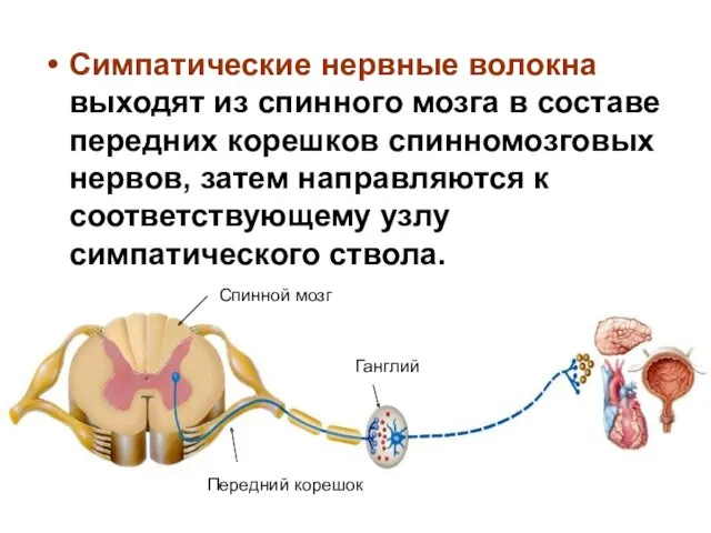 Симпатические нервные волокна выходят из спинного мозга в составе передних