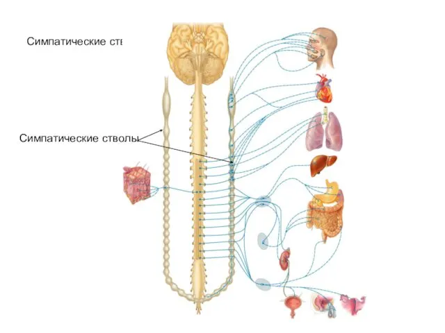 Симпатические стволы Симпатические стволы