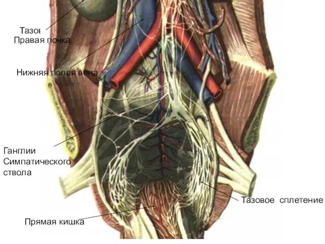 Тазовое сплетение Тазовое сплетение Прямая кишка Правая почка Нижняя полая вена Ганглии Симпатического ствола