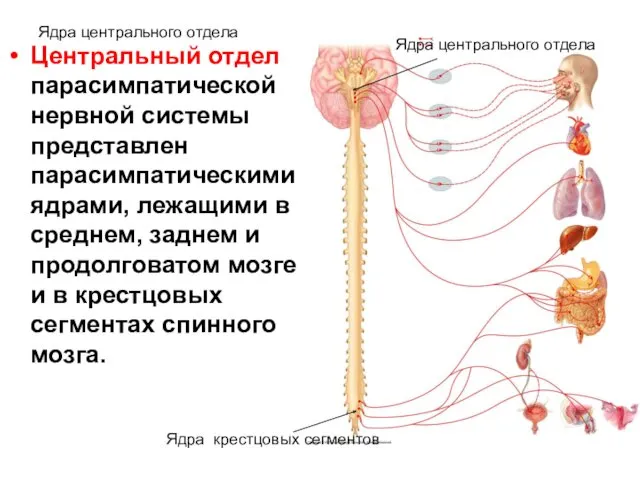 Ядра центрального отдела Центральный отдел парасимпатической нервной системы представлен парасимпатическими