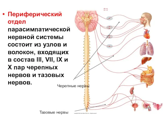 Периферический отдел парасимпатической нервной системы состоит из узлов и волокон,