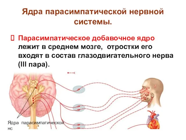 Ядра парасимпатической нервной системы. Парасимпатическое добавочное ядро лежит в среднем