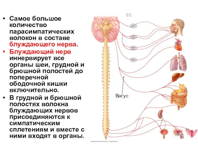 Самое большое количество парасимпатических волокон в составе блуждающего нерва. Блуждающий