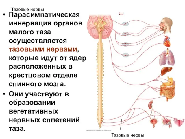 Тазовые нервы Парасимпатическая иннервация органов малого таза осуществляется тазовыми нервами,