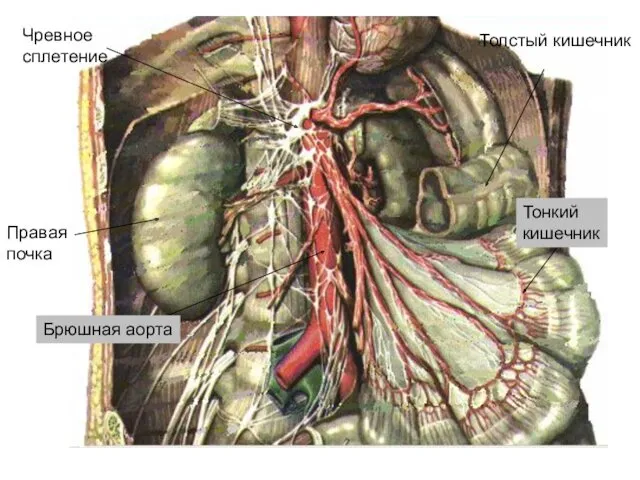 Чревное сплетение Правая почка Брюшная аорта Толстый кишечник Тонкий кишечник