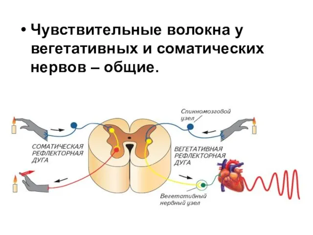 Чувствительные волокна у вегетативных и соматических нервов – общие.