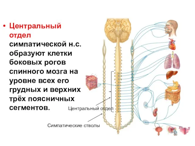 Центральный отдел симпатической н.с. образуют клетки боковых рогов спинного мозга