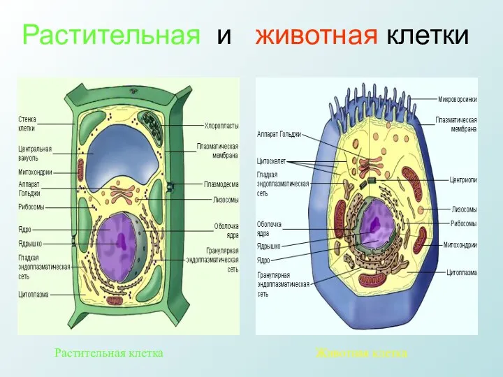 Растительная и животная клетки Животная клетка Растительная клетка