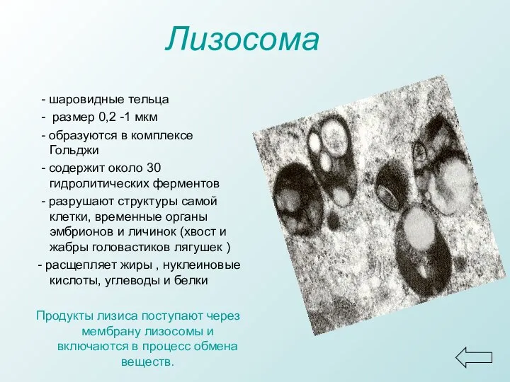 Лизосома - шаровидные тельца - размер 0,2 -1 мкм - образуются в комплексе