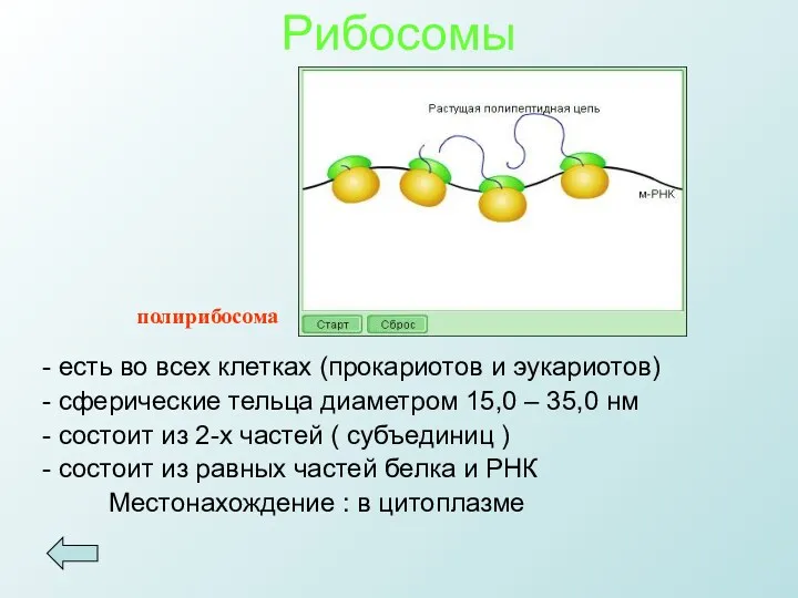 Рибосомы - есть во всех клетках (прокариотов и эукариотов) - сферические тельца диаметром