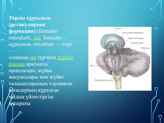 Торлы құрылым (ретикулярная формация) (formatio reticularis, лат. formatio — құрылым,