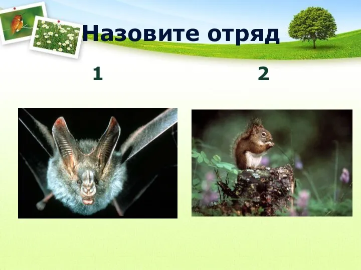 Назовите отряд 1 2